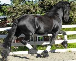 Young star 9 Years old Friesian Horse for sale